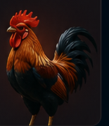 Sabong rooster visual